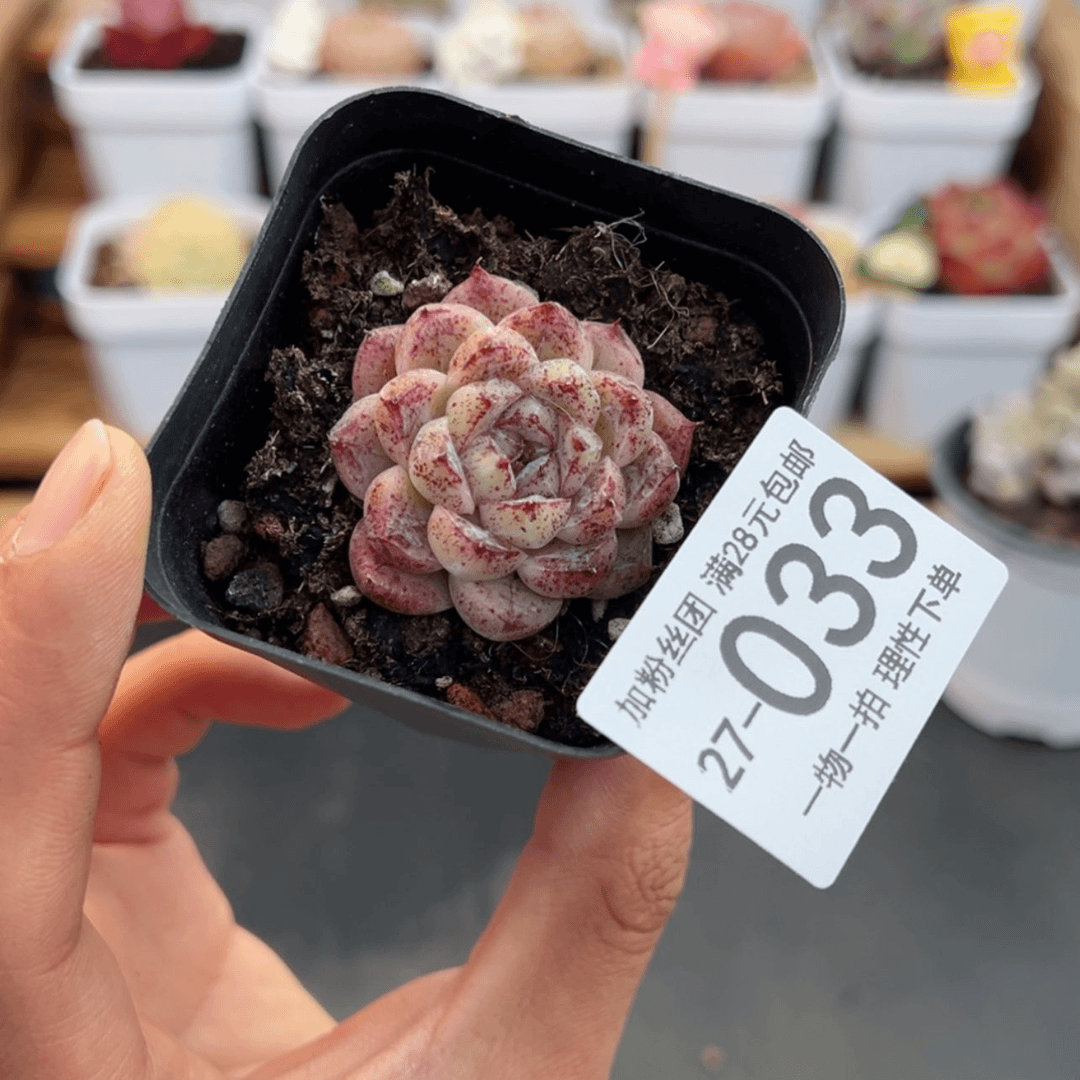 【闪购商品】赤水晶多肉