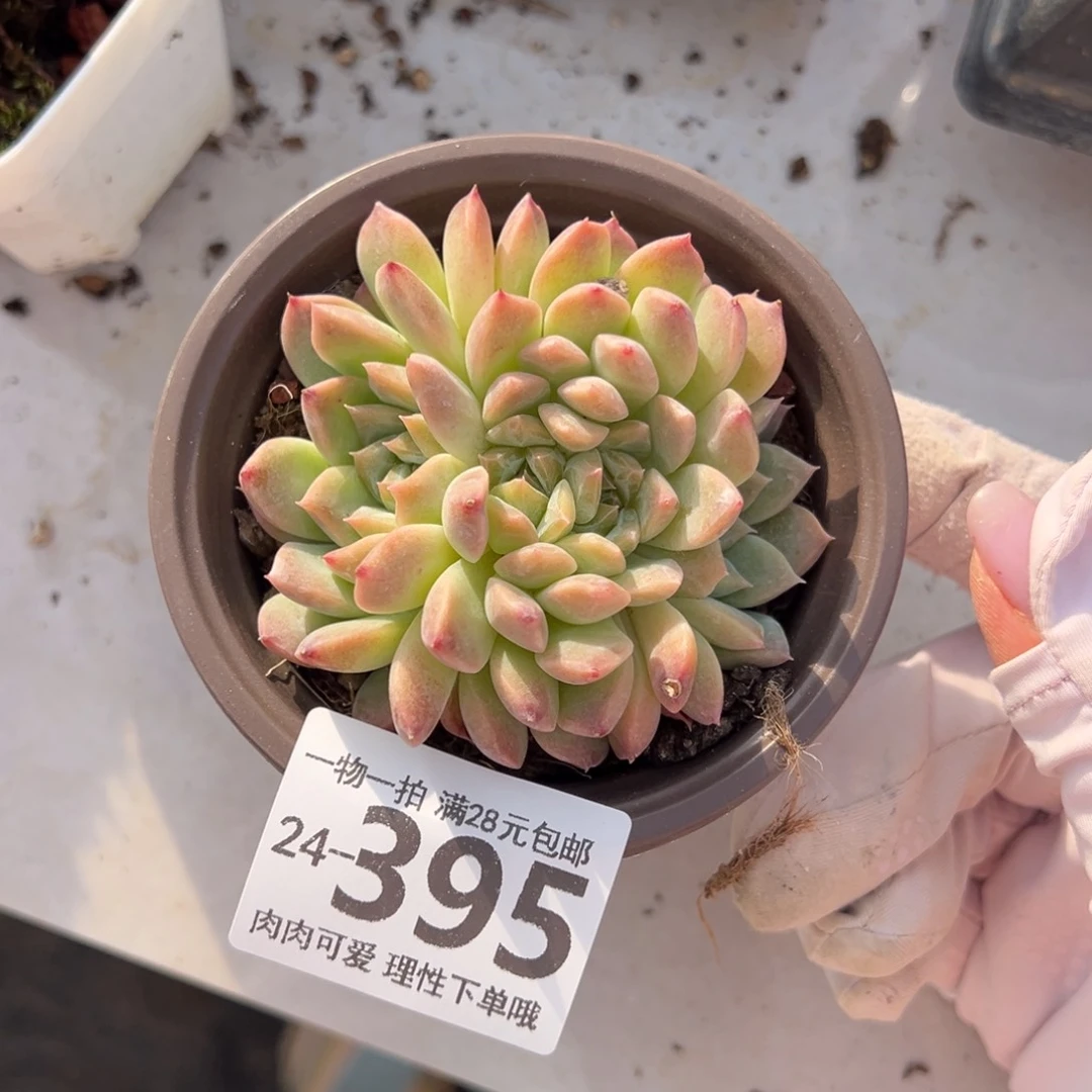 冰魄缀化多肉单头多肉