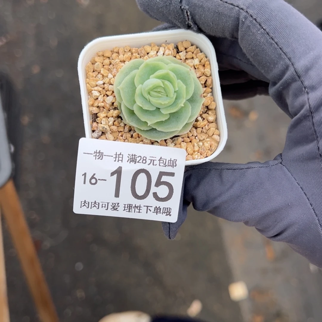 【闪购商品】虾饺多肉