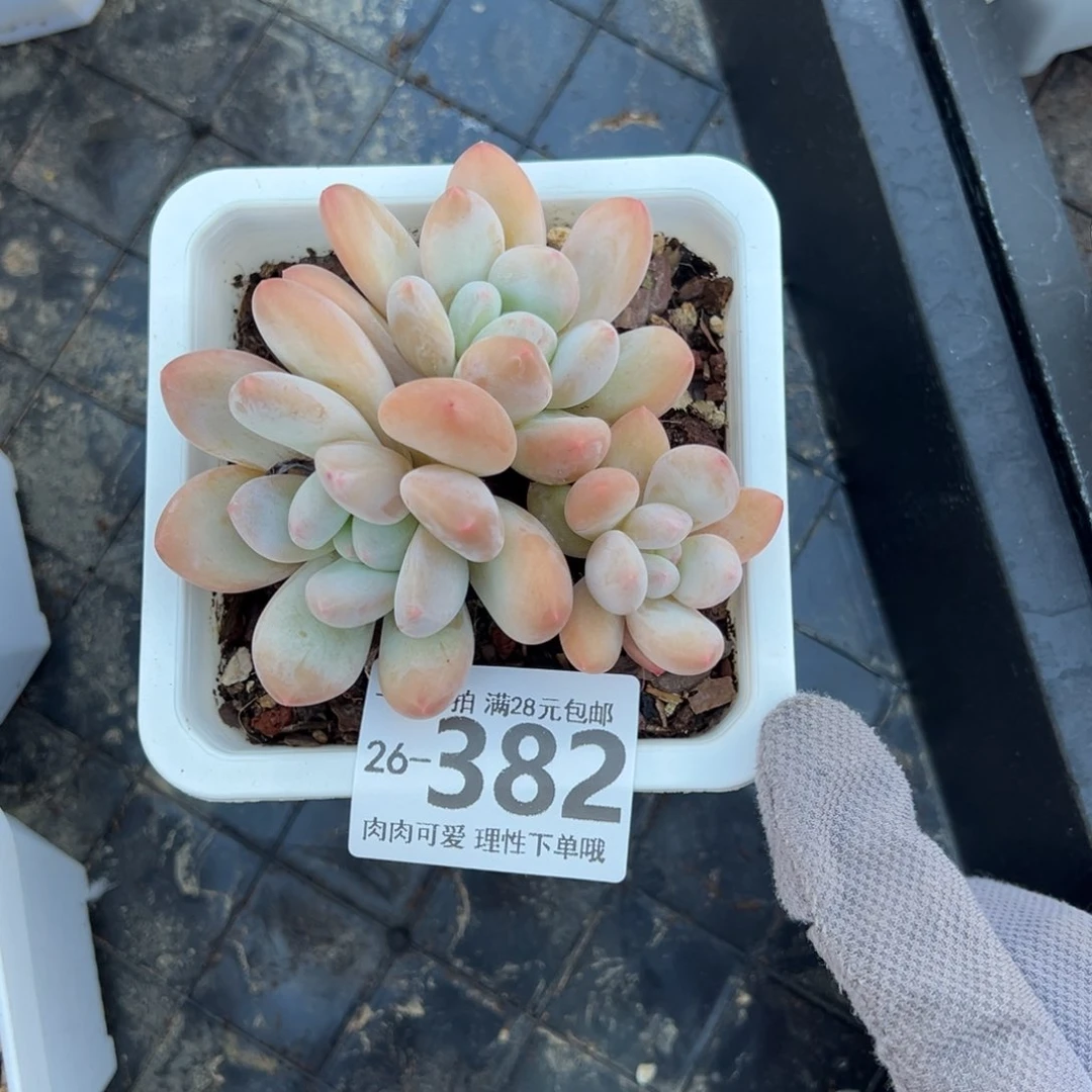 香水多肉多肉多肉多肉