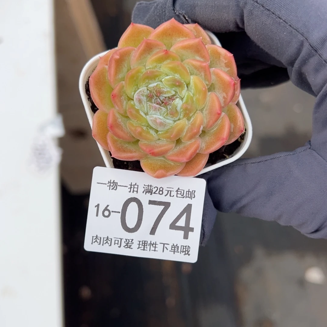 【闪购商品】优选微醺