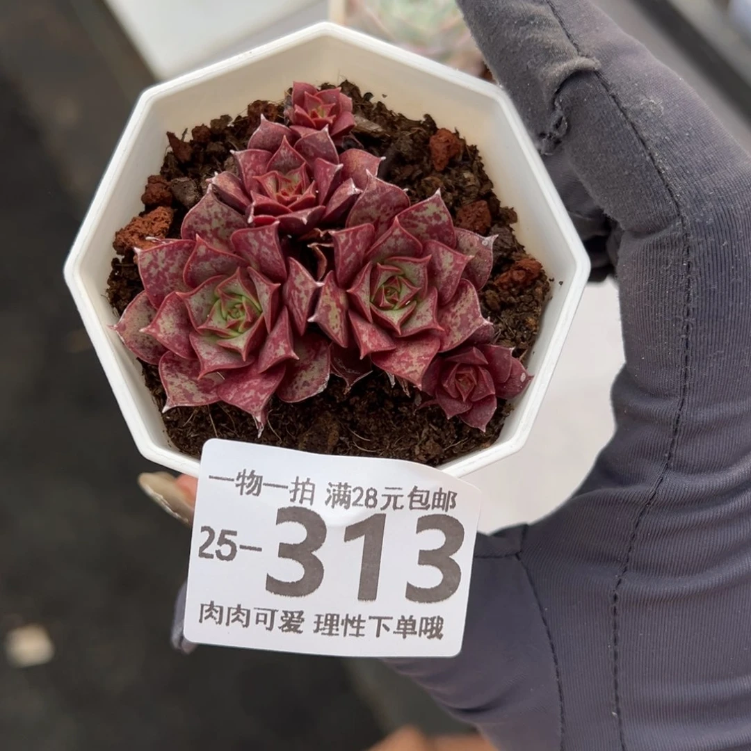 【闪购商品】圆叶罗西玛