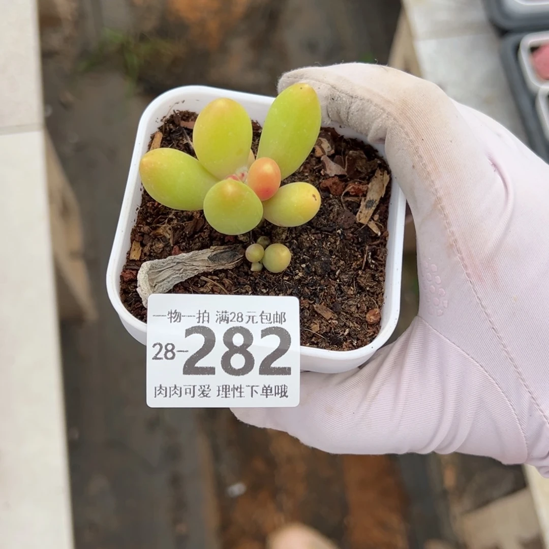 金蟾，多肉多肉多肉多肉多肉