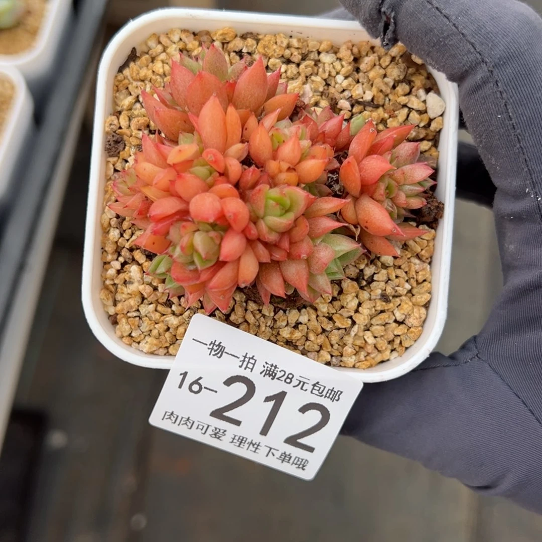 【闪购商品】红酒桃麦秆