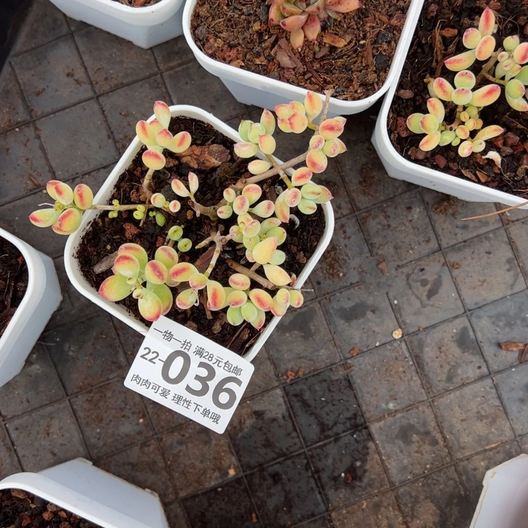 达摩福娘多肉多肉多肉