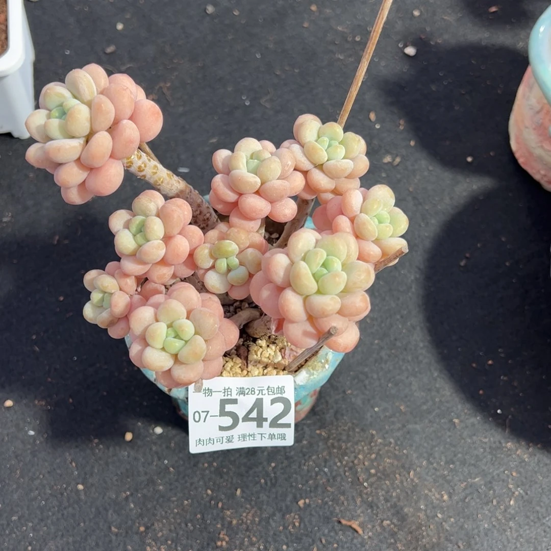 洛可可多肉多肉多肉多肉