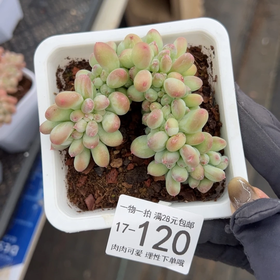 【闪购商品】苹果奶缀