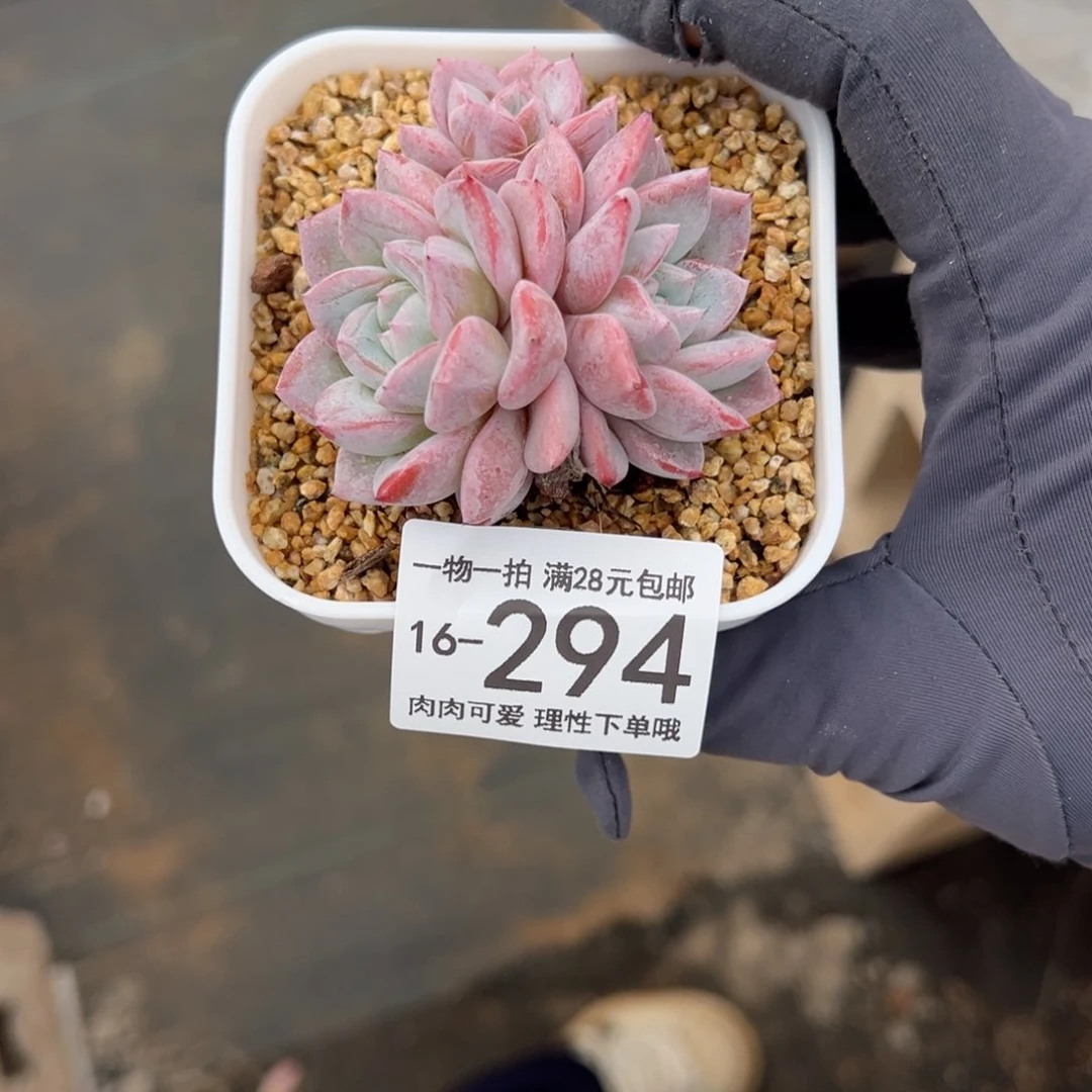 【闪购商品】维特多肉