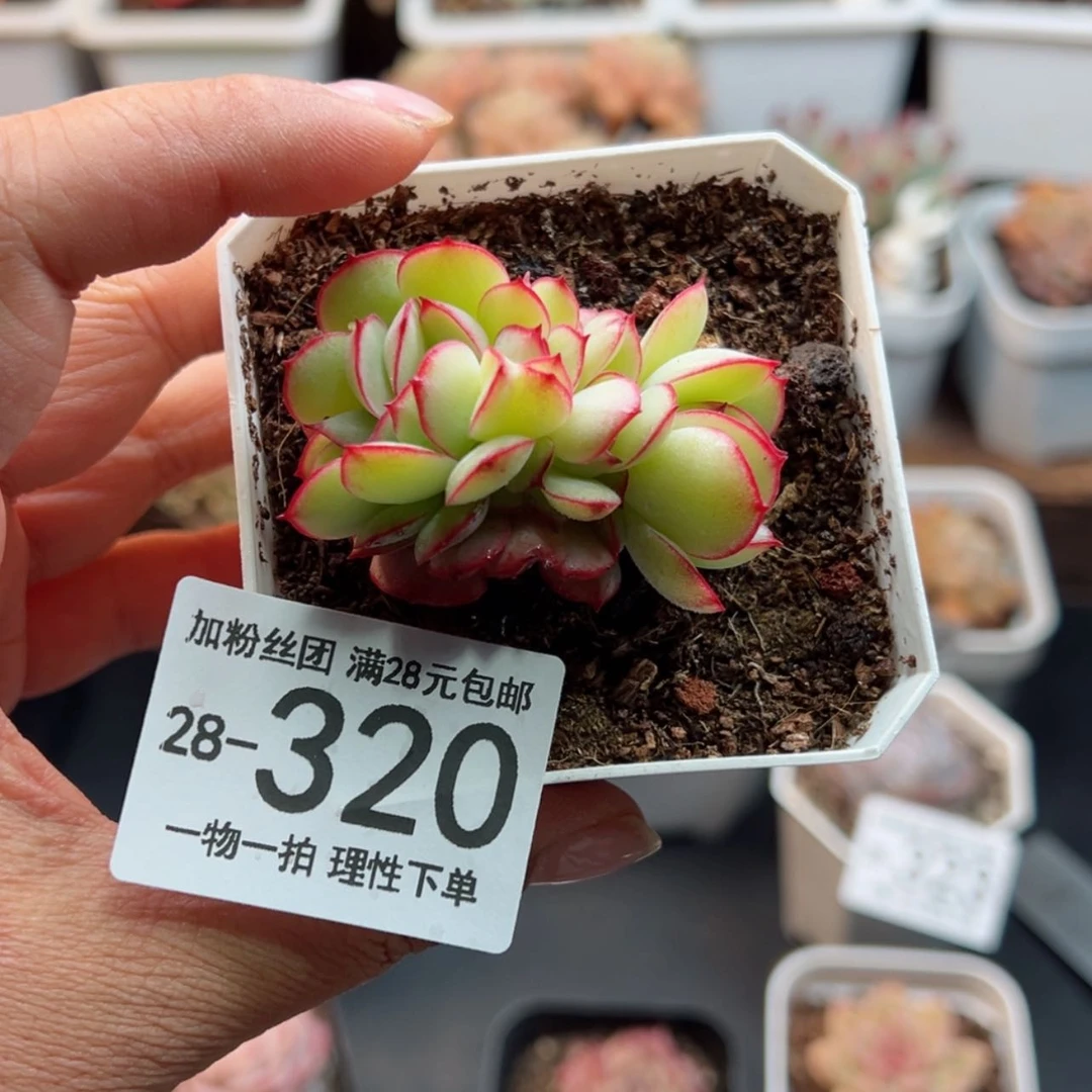 【闪购商品】牡丹亭