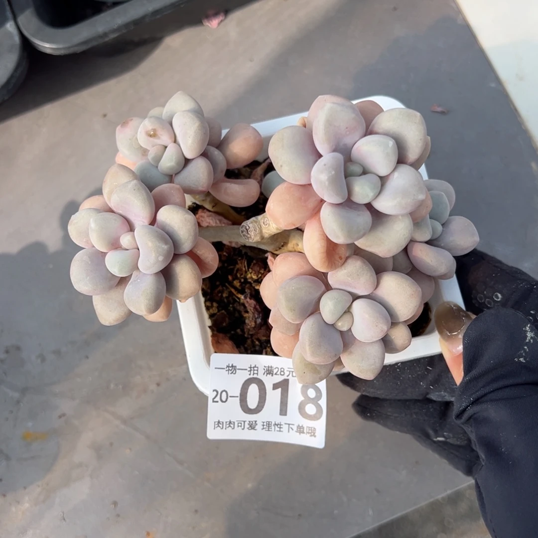 【闪购商品】艾伦有砍