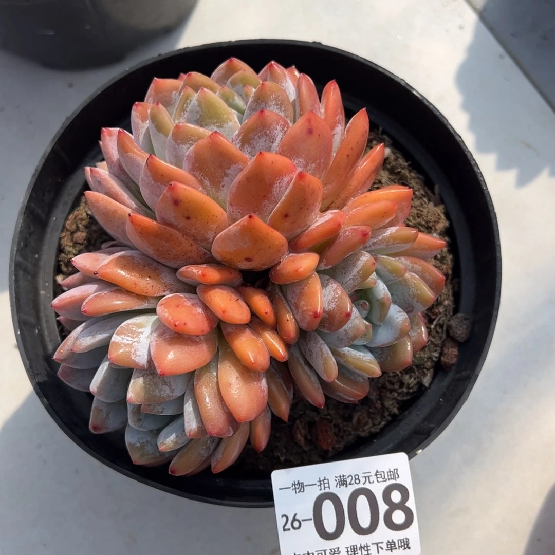 橙梦露多肉多肉植物