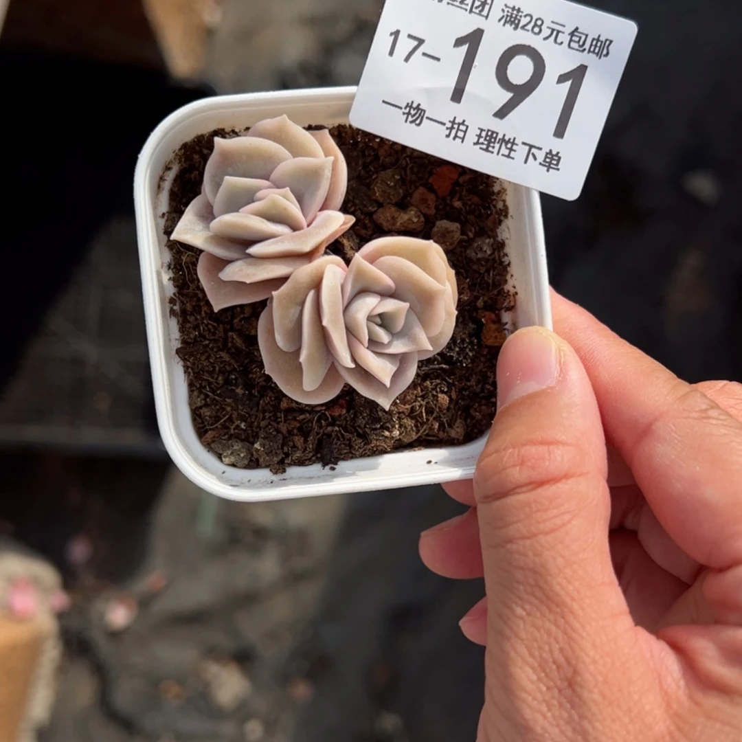 【闪购商品】可爱玫瑰