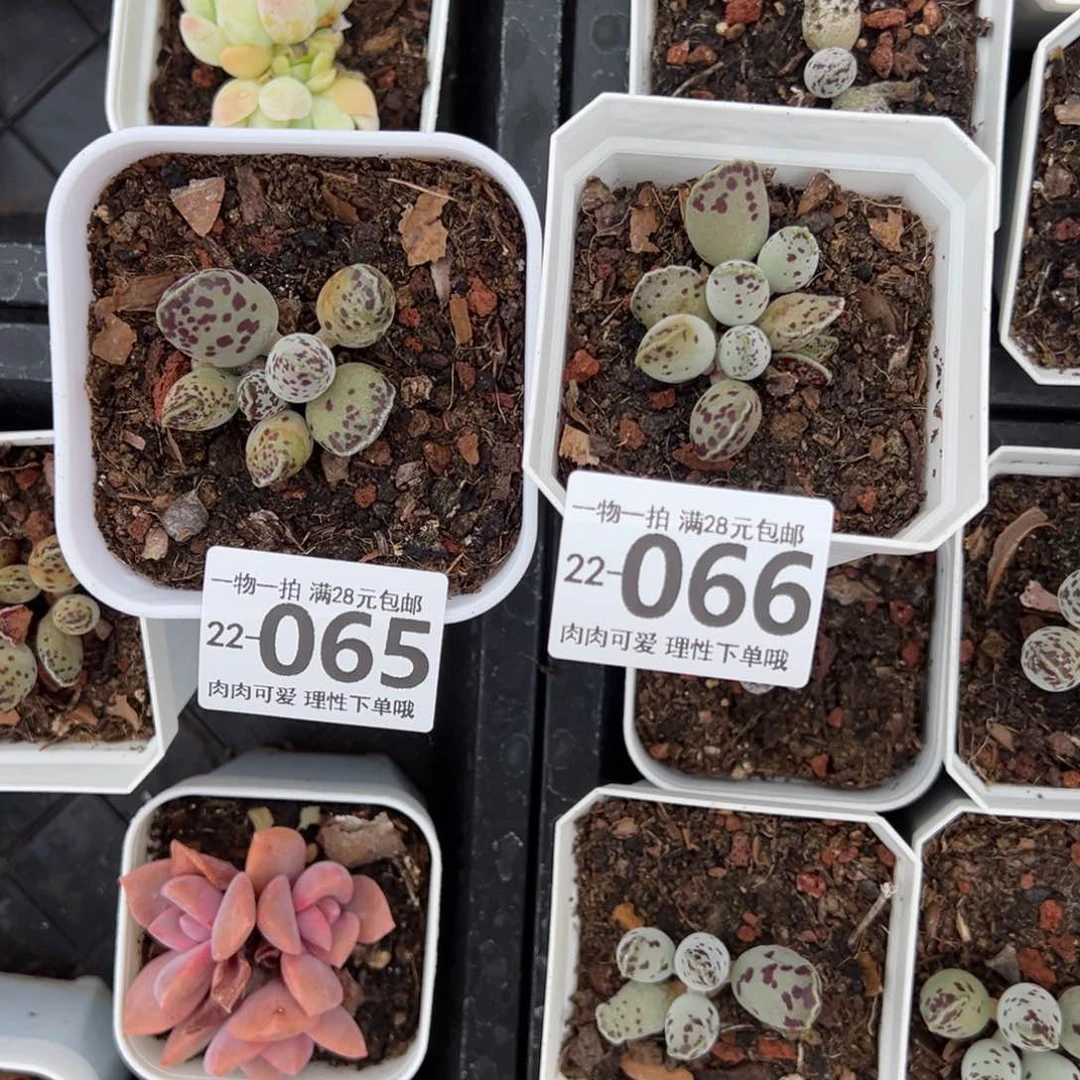 文*海豹多肉多肉多肉