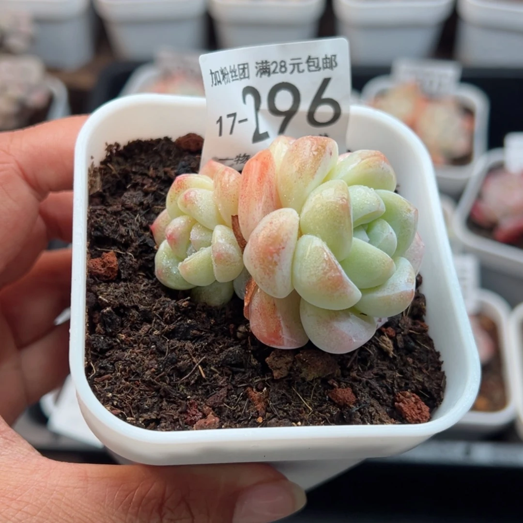 【闪购商品】冰玉,