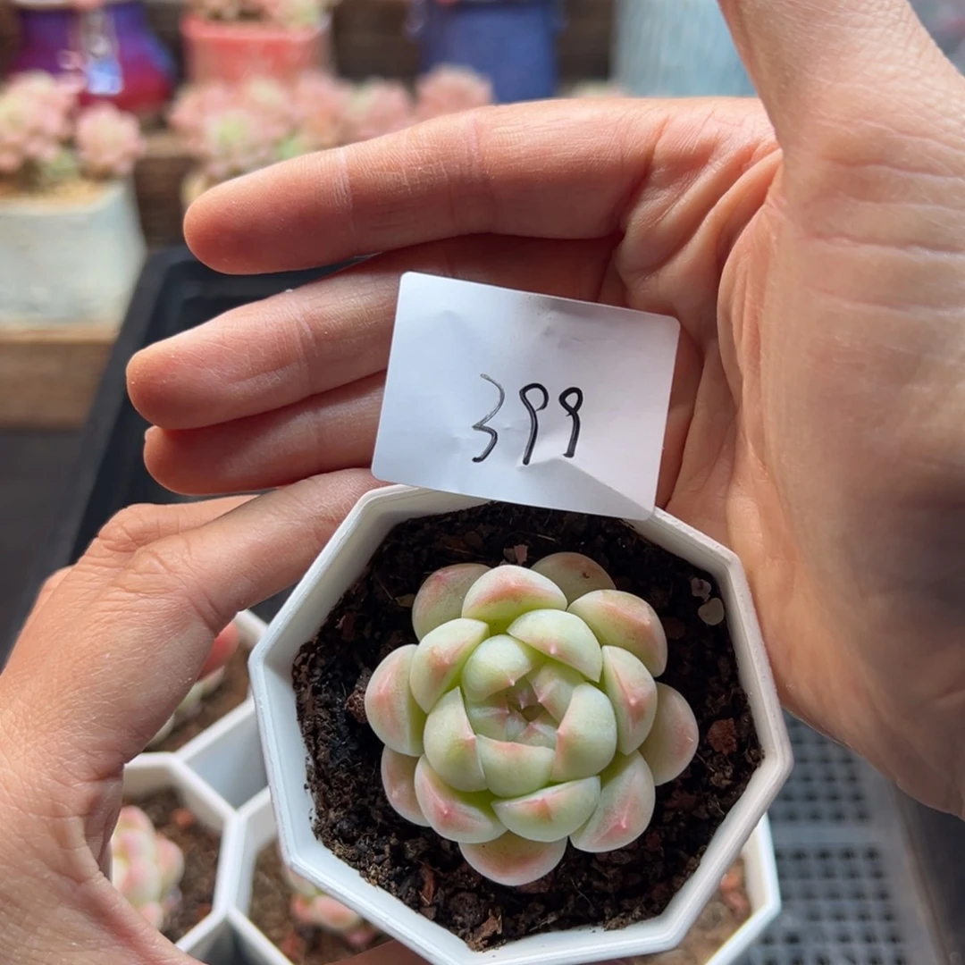 秋*白梦单头多肉植物