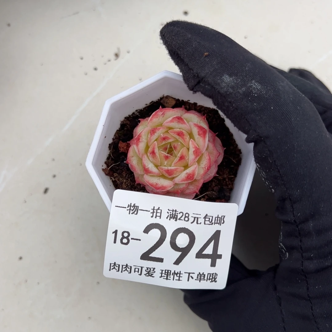 【闪购商品】天鹅绒