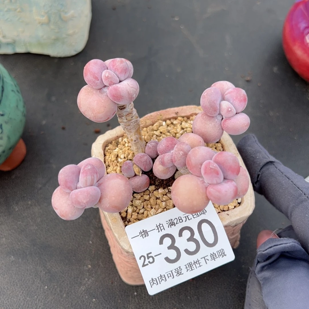 【闪购商品】腰子蛋