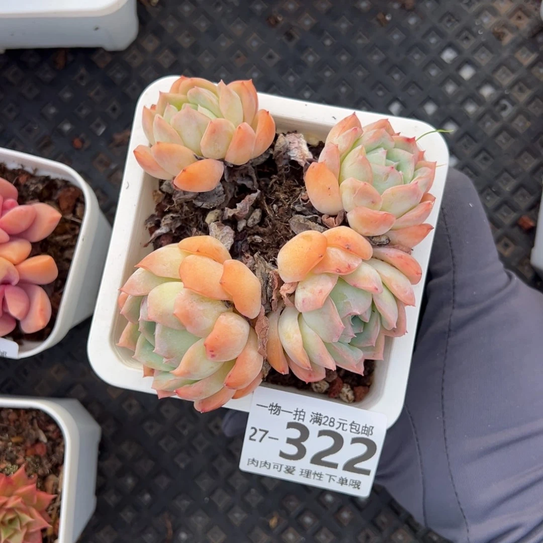 莎莎女王多肉植物多肉植物