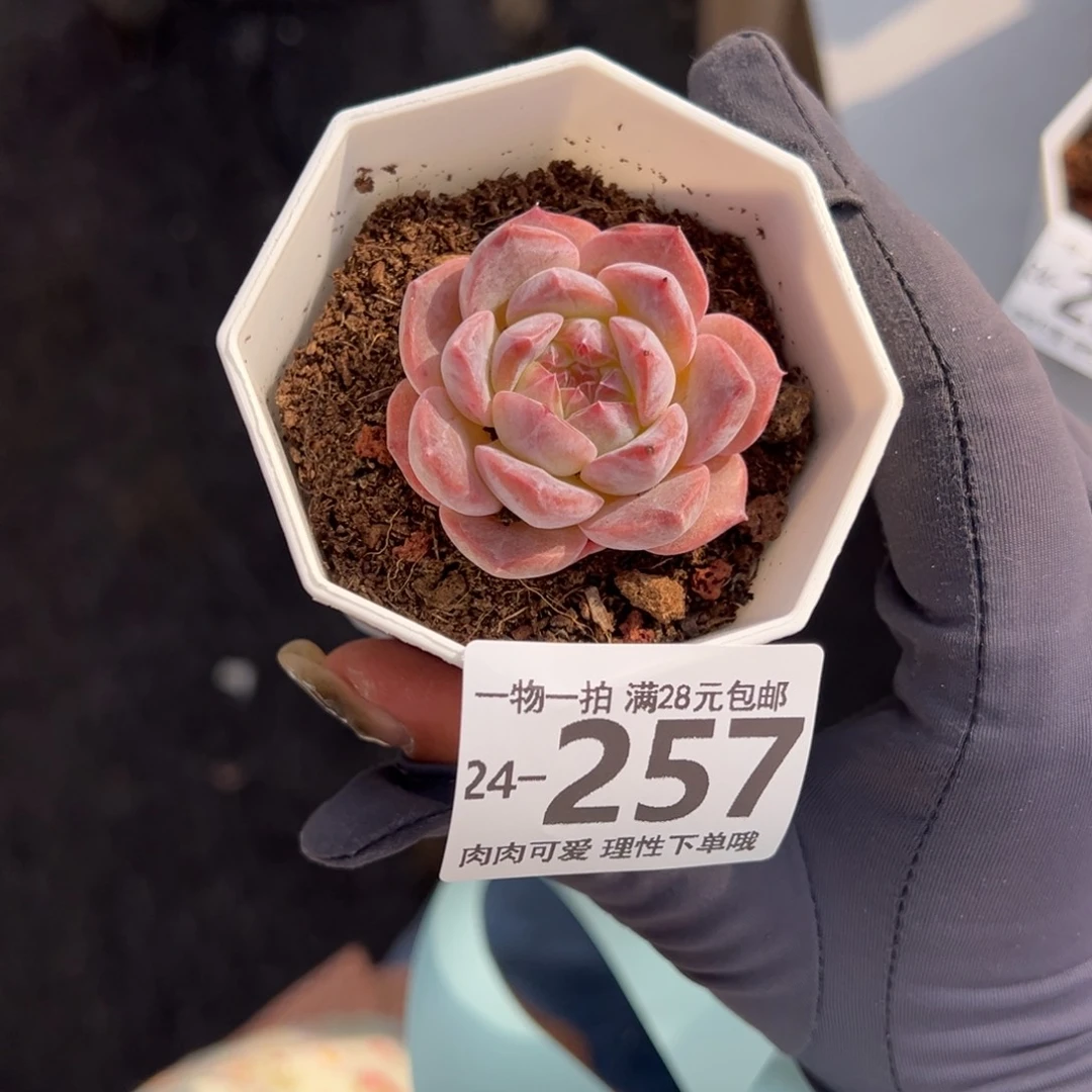 【闪购商品】草莓果酱多肉
