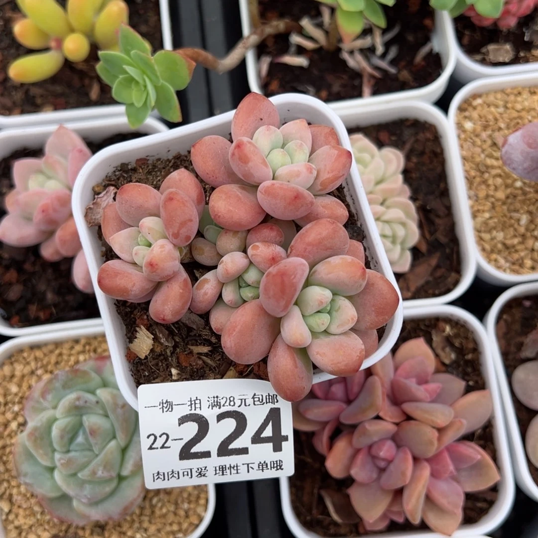 红洛神多肉多肉多肉多肉