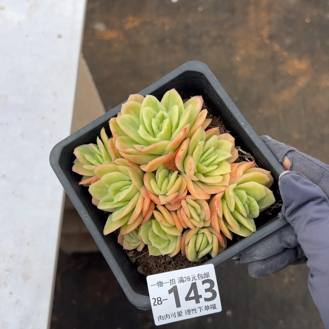 冰玫瑰多肉多肉多肉