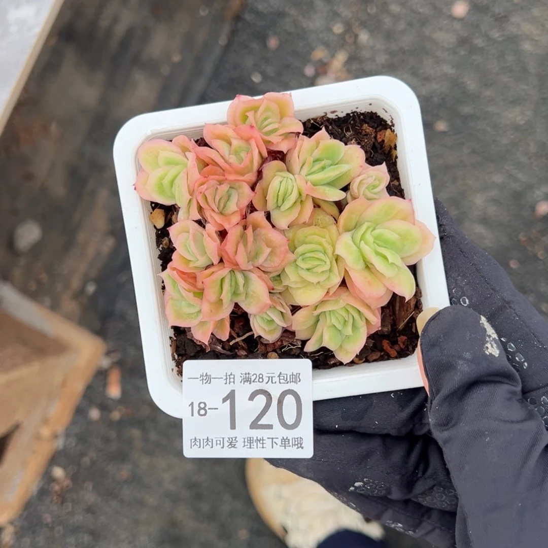 【闪购商品】达**刘冰玫瑰