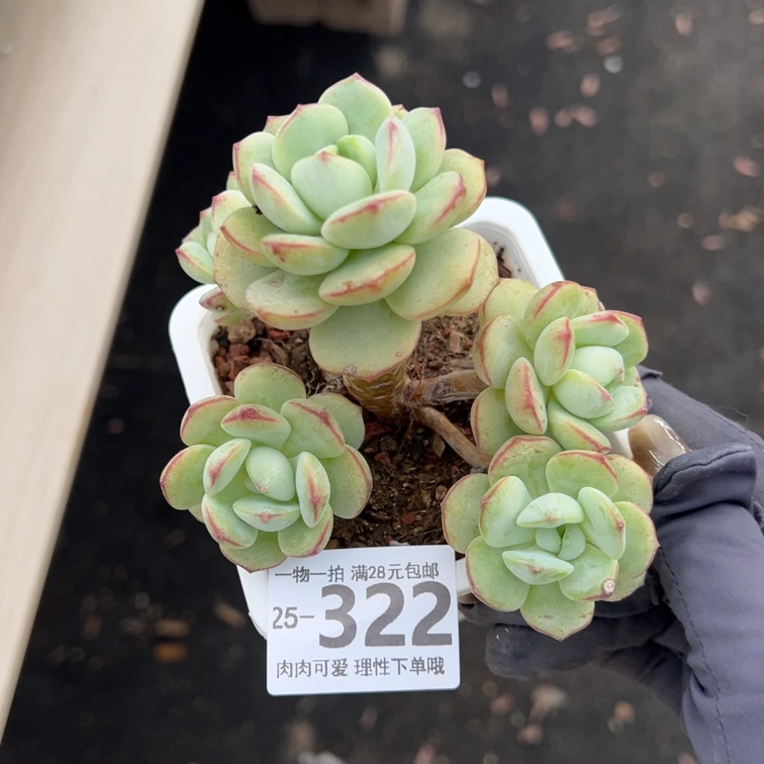 【闪购商品】了****士白底香草