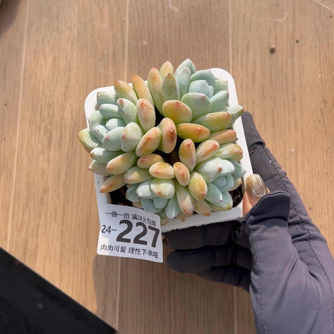 【闪购商品】冷香多肉