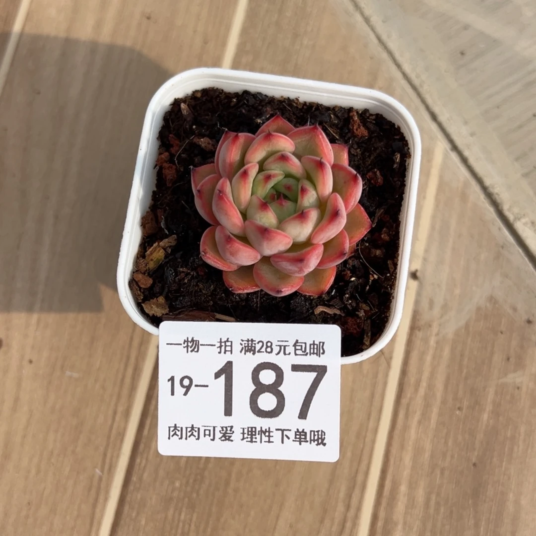 【闪购商品】星空珍妮多肉