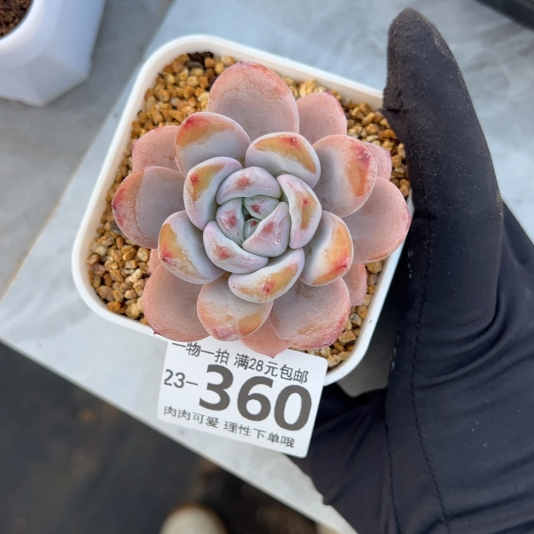 【闪购商品】星星雪多肉