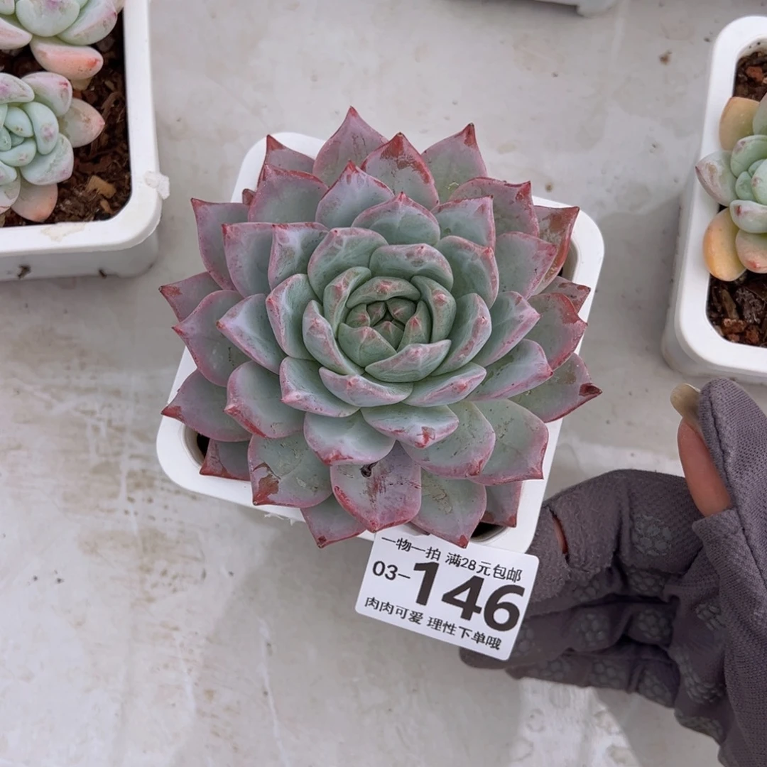 粉蓝鸟多肉多肉多肉