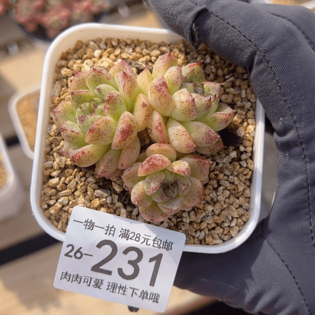 【闪购商品】赤水晶多肉植物