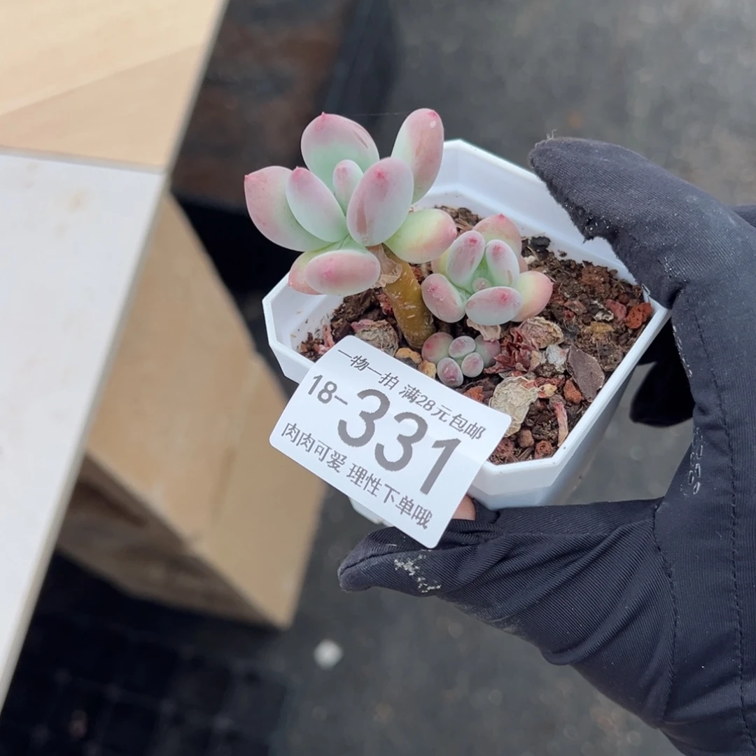 【闪购商品】苹果奶多肉