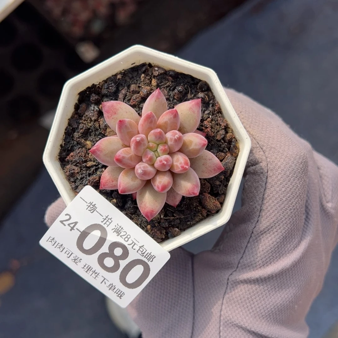 金鱼姬多肉多肉多肉多肉