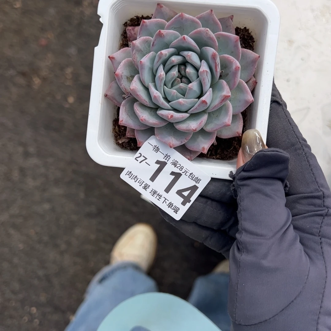 粉蓝鸟多肉植物多肉植物