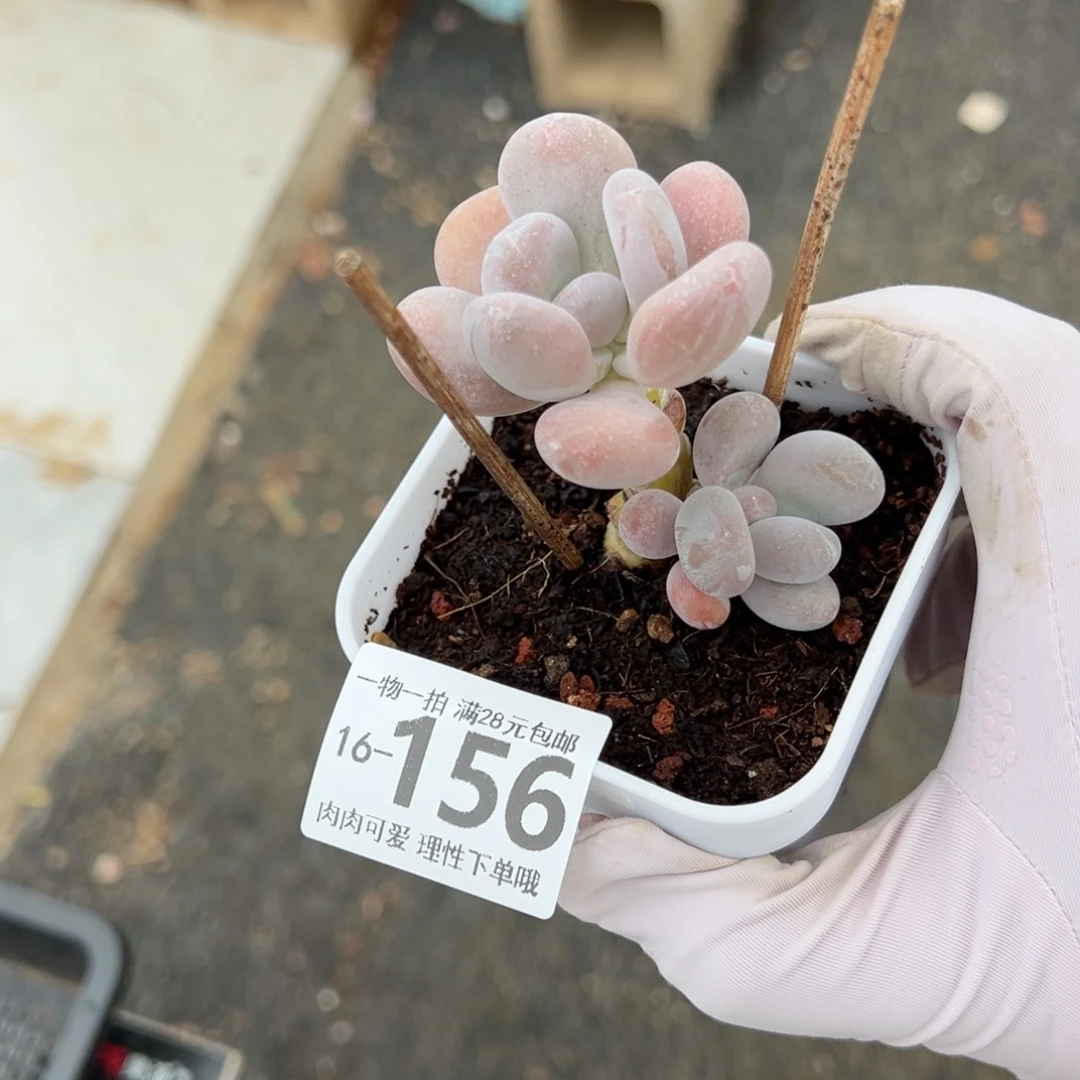 奶酪多肉多肉多肉多肉