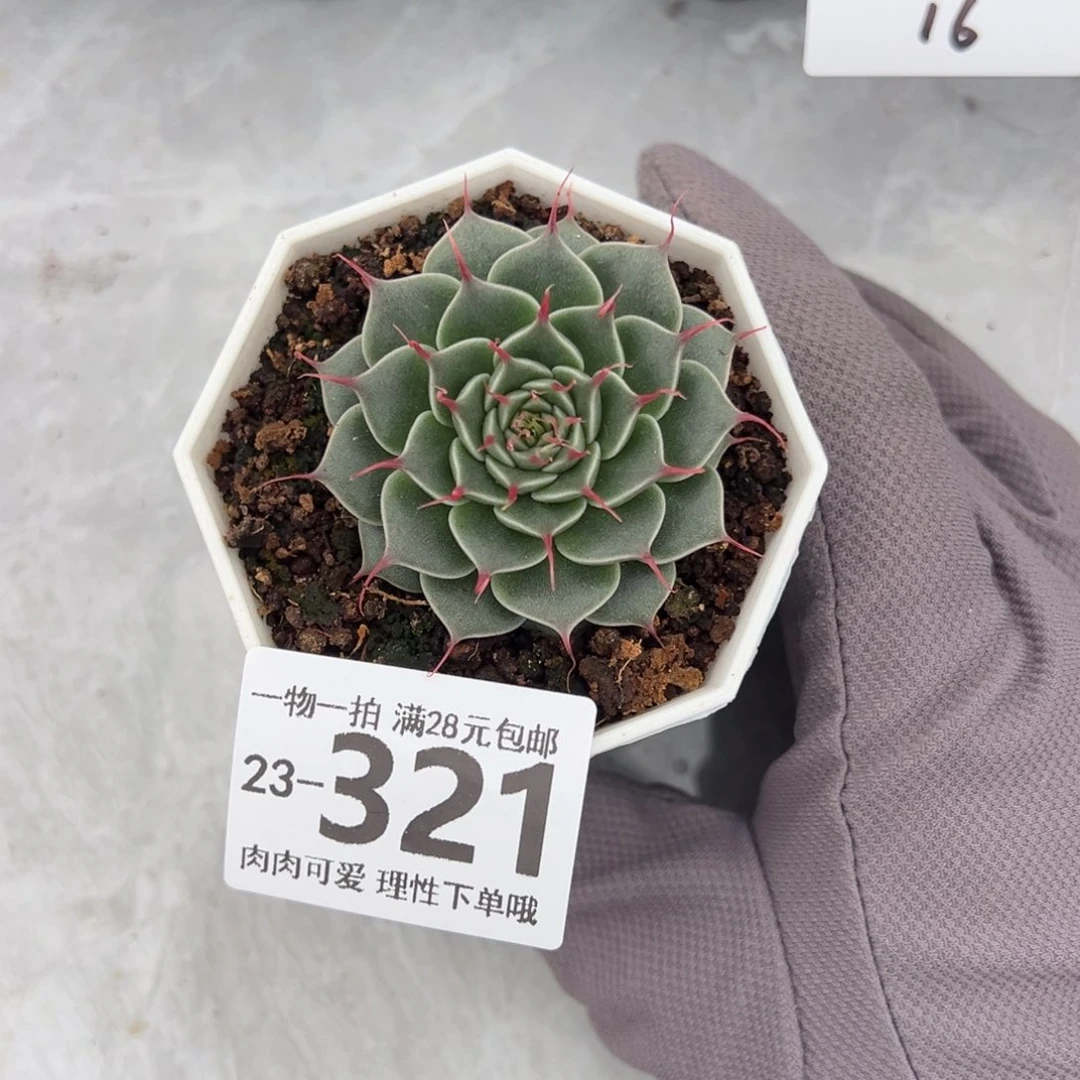 菊日和多肉多肉多肉