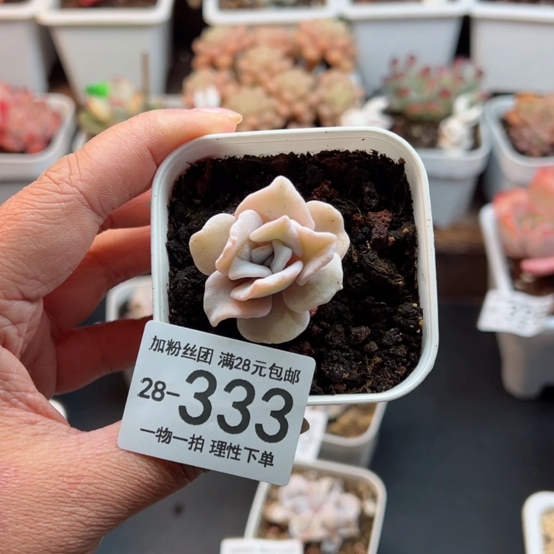 【闪购商品】九*小芭蕾舞者