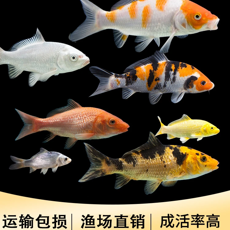 大锦鲤鱼 搭配组合 淡水鱼 观赏鱼 好养 易活 冷水鱼