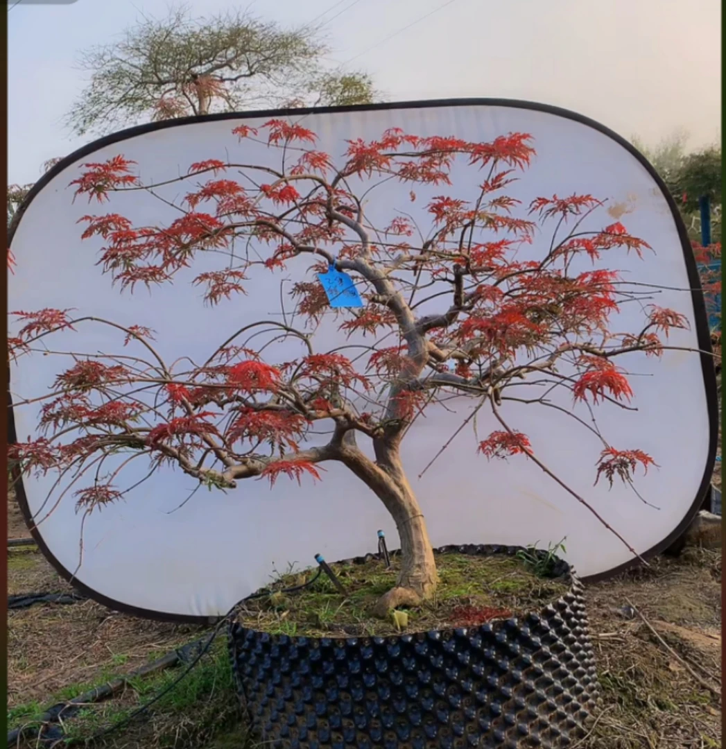 精品稻叶盆栽，老桩型，春秋2季红羽毛枫绿植枫树绿植盆栽盆栽植物