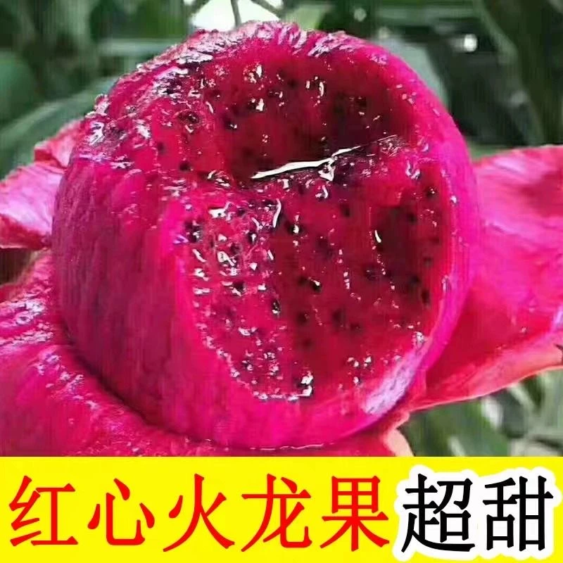 【福利款】火龙果金都一号红心火龙果新鲜水果发货广西火龙果直供