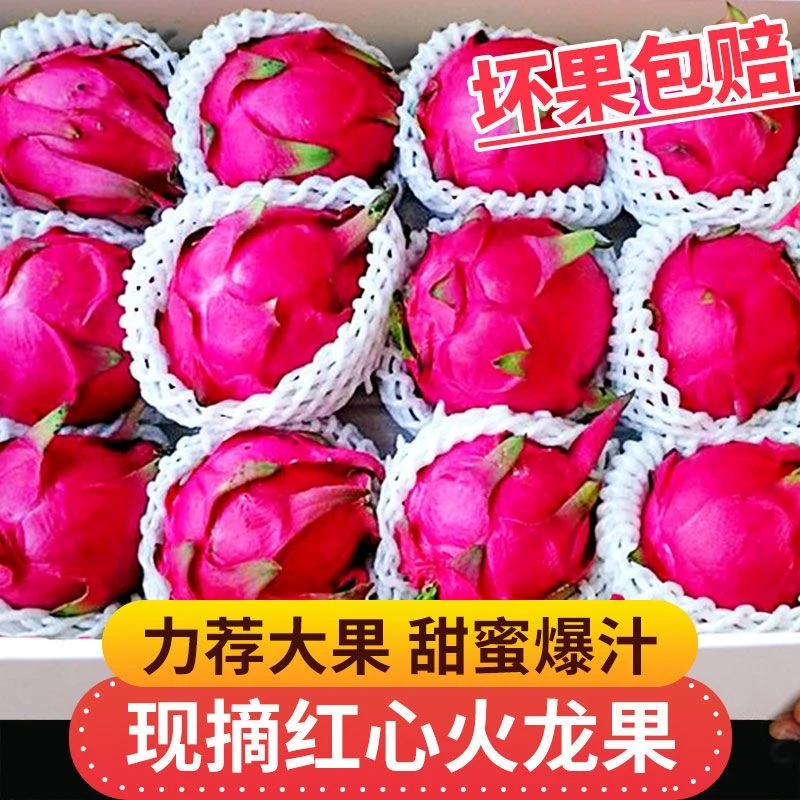 【新人福利】热带新鲜水果红心火龙果金都一号树上现摘清甜产地直播