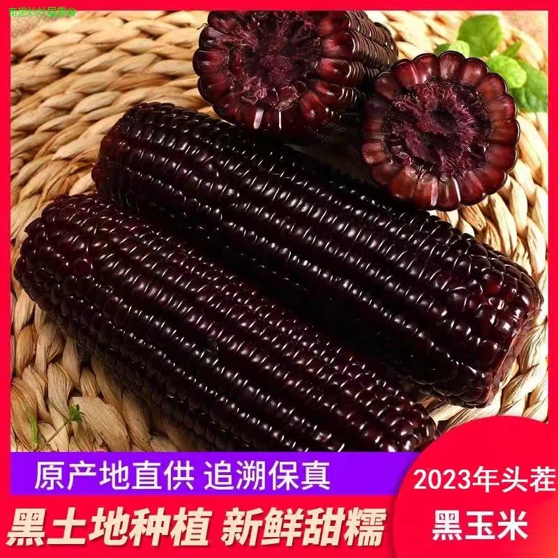 2023年头茬黑糯玉米 250g/根 软糯香甜 到手10根