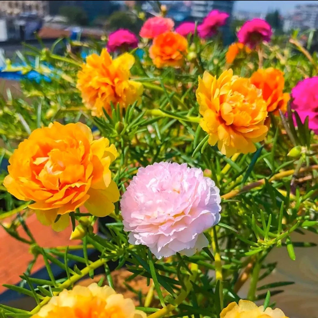 太阳花种子四季种植阳台盆栽庭院地栽花卉种子