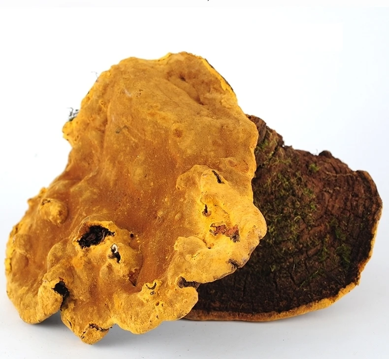 云南高原农家山货,桑,黄,菌泡水煮水煲汤食材农产品250g