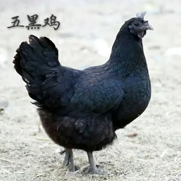 【五黑鸡】单只净重半斤，包邮发货到手10只 放养笼养都可