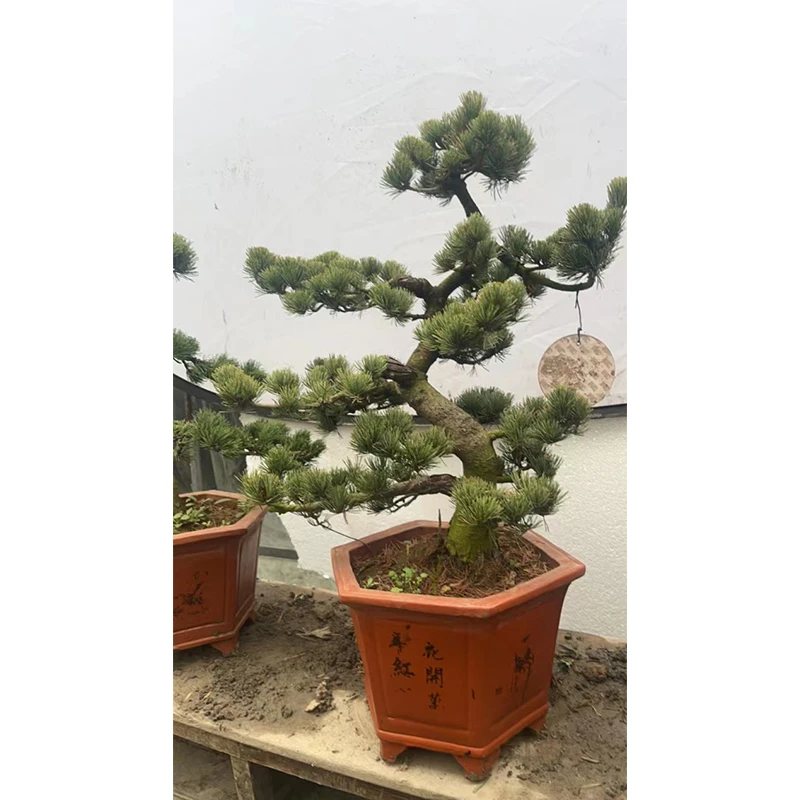 松柏杂木造型盆景 【100-1000】规格品种齐全 造型美观 一物一拍