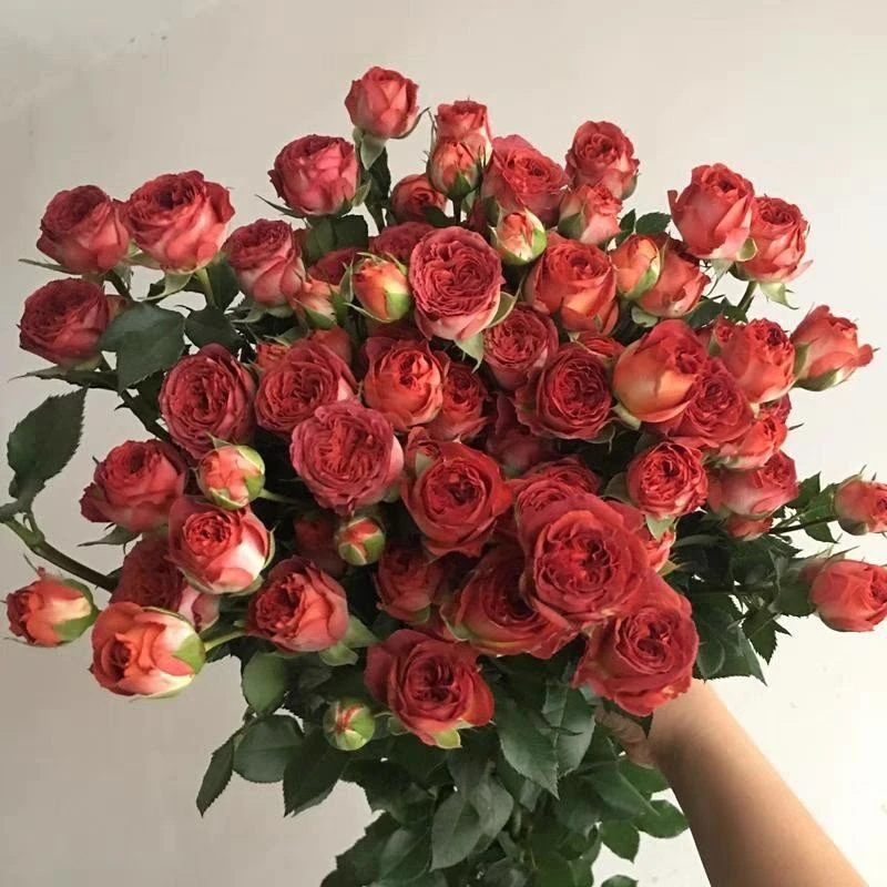 巧克力泡泡多头切花月季盆栽花苗阳台庭院多季节丰花复古玫瑰花苗