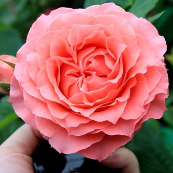 珊瑚果冻欧月月季花苗大花浓香四季开花室内外阳台庭院盆栽花卉