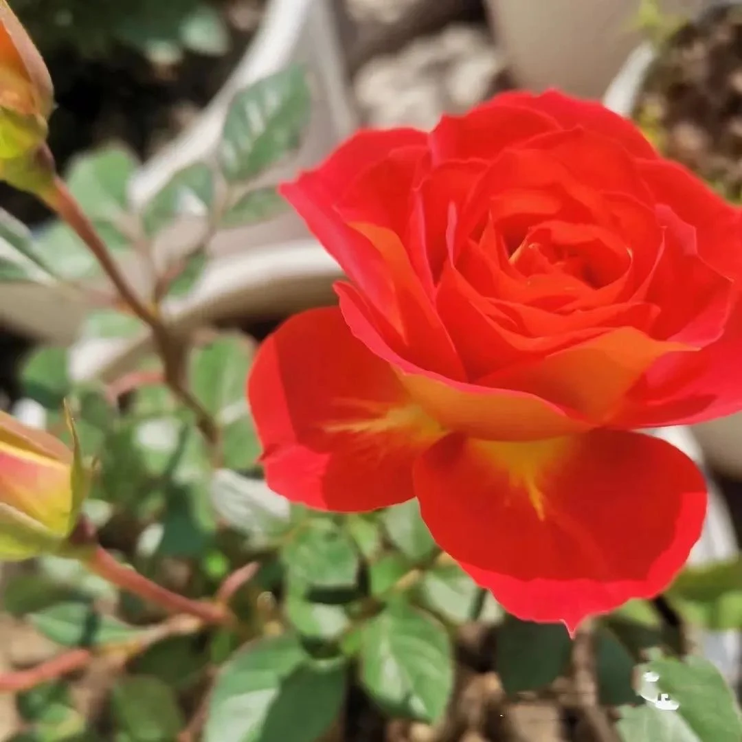 双鱼座月季花苗二乔月季阳台系列开花灌木玫瑰庭院双色月季双鱼座
